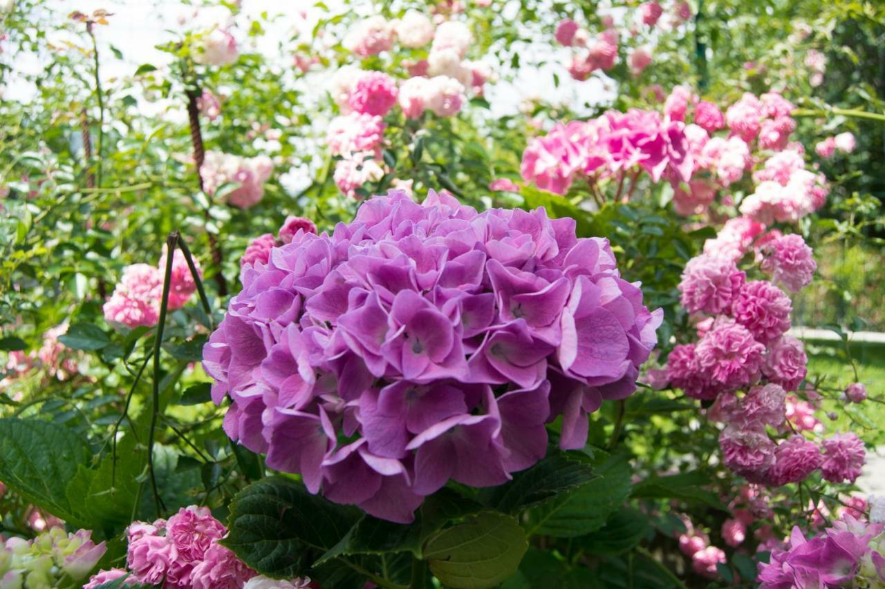 Giardino Delle Ortensie Lägenhet Cannobio Exteriör bild